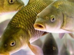За прошлую неделю в Днепропетровской области браконьеры нанесли ущерб рыбному хозяйству на сумму около 30 тыс. грн (ФОТО)