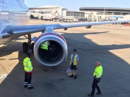 Работники Virgin Australia спасли сову из двигателя самолета