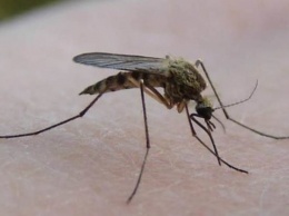 В Бердянске на борьбу с комарами в этом году выделили 605 тысяч гривен