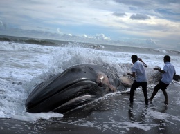 Что-то страшное творится в Тихом океане: всего за месяц на пляжи Сан-Франциско выбросило четырех мертвых китов