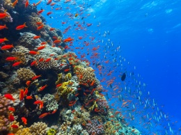 Мировой океан кишит вирусами: «200 тысяч видов»