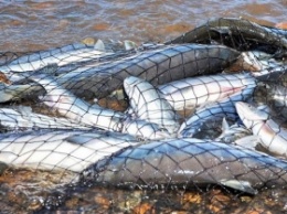 В Запорожской области браконьеры наловили рыбы на сумму более 50 тысяч