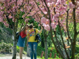 В Киеве появилась маленькая Япония: успейте увидеть и сфотографировать цветочное чудо