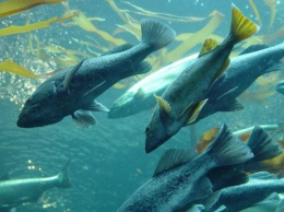 Популяции морских животных исчезают вдвое быстрее, чем наземные виды - ученые