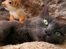 Крымская кошка стала мамой для осиротевших бельчат
