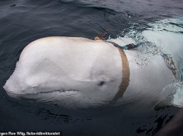 Норвежские рыбаки поймали кита-белуху со шпионским российским оборудованием