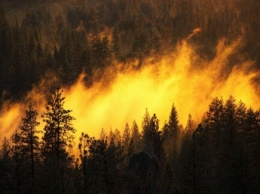 В Запорожской области отдыхающие подожгли лес
