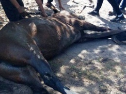 В Днепропетровской области в канализационный колодец попал конь