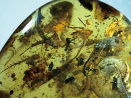 Ученые обнаружили в янтаре древних морских обитателей