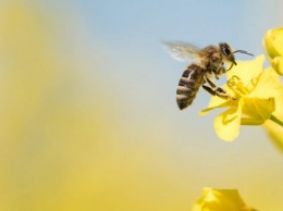 Пчелы под угрозой: в пригороде Никополя поля обработают пестицидами