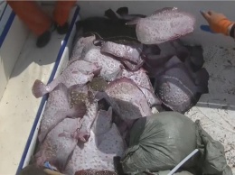 Пограничники изъяли в Крыму порядка 260 экземпляров камбалы-калкан весом более 900 килограммов
