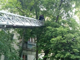 В Новомосковске четыре спасателя снимали кота с 12-метрового дерева