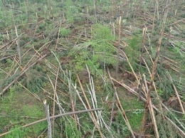 Ураган в Житомирской области привел к чрезвычайной ситуации