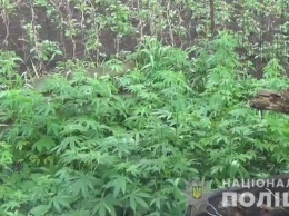 Под Киевом полиция нашла крупную плантацию конопли