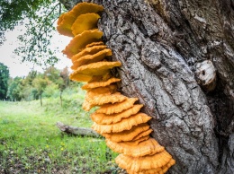 В Канаде нашли самые древние грибы возрастом 1 млрд лет