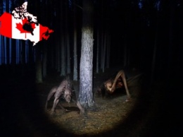 Монстры захватили Канаду! Жуткие криптиды прячутся в густых лесах и нападают на прохожих