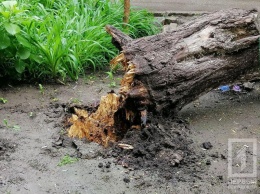Древопад на Днепропетровщине: упавшее дерево чуть не разбило автомобиль