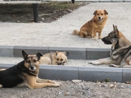 В Покровске отлов одной бродячей собаки обойдется бюджету в две тысячи гривен