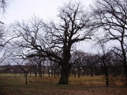 Стало известно, где на Днепропетровщине растут старейшие деревья Украины