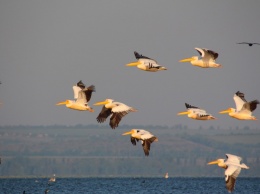 Днестровский лиман оккупировали розовые и кудрявые пеликаны