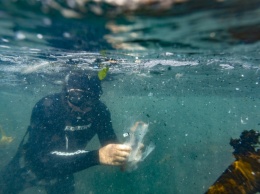 Экологи учат морских микробов поедать пластик: это может спасти океаны