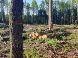 В крупнейшей зеленой зоне Москвы вырубят сотни тысячи деревьев
