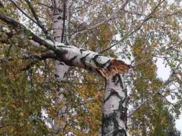 В Скадовске экологическая инспекция проверит какие деревья подлежат сносу