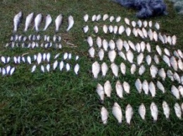На Днепропетровщине браконьеры нанесли ущерб рыбному хозяйтсву на сумму более 120 тысяч гривен