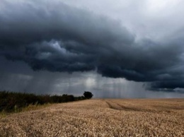 Из-за частых дождей урожай Херсонщины под угрозой