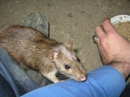 Крысы забирают жизнь людей: на Днепропетровщине начался опасный сезон