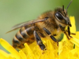 Пчелы оказались способны связывать символы с числами