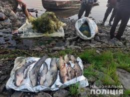 Водные браконьеры на Херсонщине рыбу 100-метровыми сетками ловят