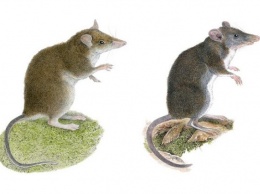Ученые открыли два новых вида землеройковых крыс