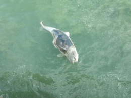 В Одесском порту обнаружили мертвого дельфина: что произошло?