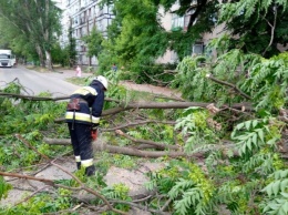 На Днепропетровщине из-за непогоды произошел «деревопад»
