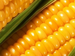 Как приготовить вкусную кукурузу: кому она полезна и очень вредна