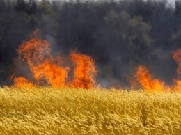 В Запорожской области выгорело 15 га пшеничного поля