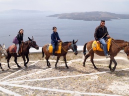 Защитники животных объявили, что греческие ослы в опасности