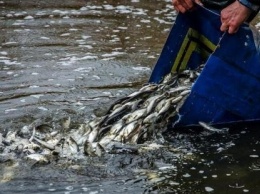 Выпуск мальков рыб в Каховское водохранилище и Низовья Днепра Новокаховским рыбозаводом частиковых рыб продолжается