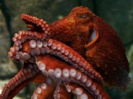 Щупальца осьминога сами решают, как двигаться - ученые