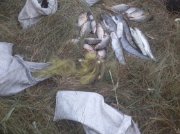 Николаевский рыбоохранный патруль задержал браконьеров, выловивших сомов и тиляпий на Ташлыкском водохранилище (ФОТО)