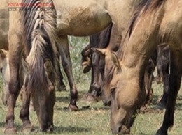В Одесской области замечены табуны диких лошадей