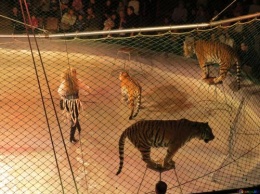 Сколько тигра не корми: четверо животных разорвали известного дрессировщика