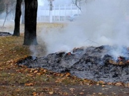 Минздрав Украины предлагает запретить «омоложение» деревьев, сжигание листьев и посыпание дорог солью