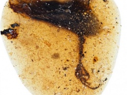 Палеонтологи обнаружили в янтаре загадочную конечность неизвестного существа