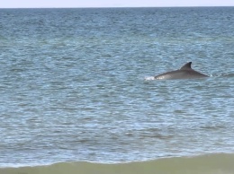 В Лазурном дельфин попал в ловушку