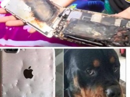 Девочка обманула? Скандал с возгоранием iPhone 6 проверили с помощью укусов собаки