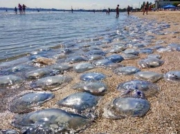 Медузы продолжают донимать отдыхающих на Херсонщине