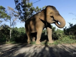 Туристы сняли преследовавшего их сердитого слона (видео)