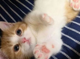 Котенок прославился в Instagram благодаря любимой позе для сна